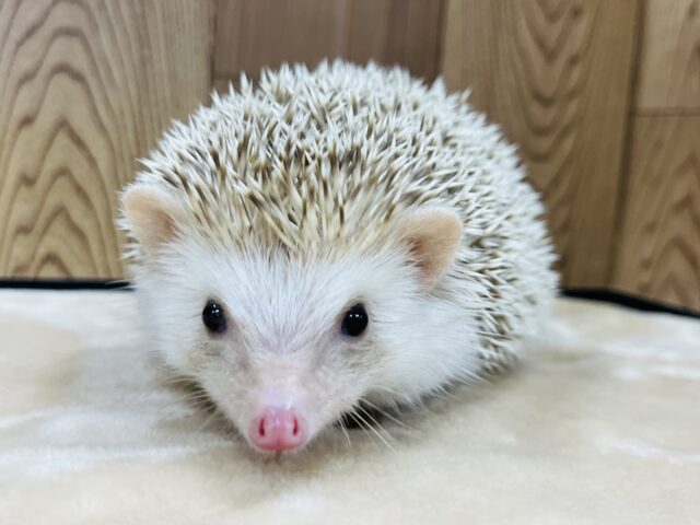 抱っこ出来ます♡シナモンハリネズミ(女の子)