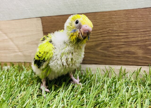 定番人気☆セキセイインコと言えば！のオパーリン