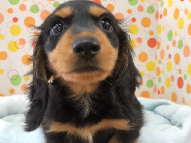 むっちりボディ！わんぱくダックスくんいるよ！