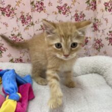 ウトウト…マンチカンの女の子（足長）が来ました！