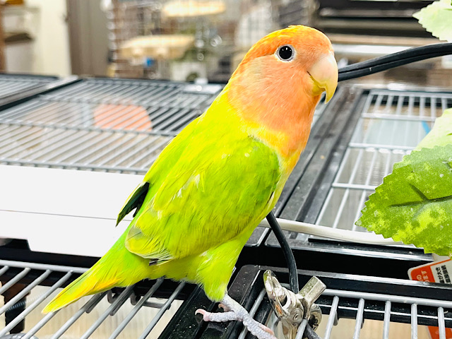 ベタ慣れさん♡♡【最新画像🪄】ひよこみたいな黄色のわたわた♪コザクラインコ(オパーリンタイガー)