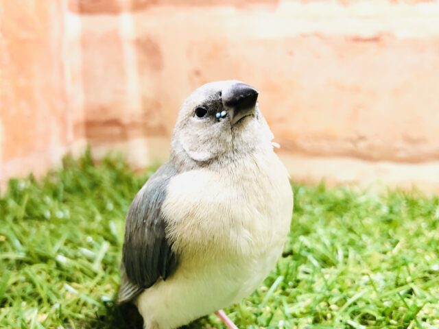 ブルーコキン？　コキンチョウのヒナです　R５　３／２撮影