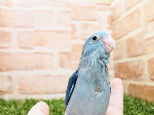 マメっチが入舎です　マメルリハインコ　ブルー　R５　３／１撮影