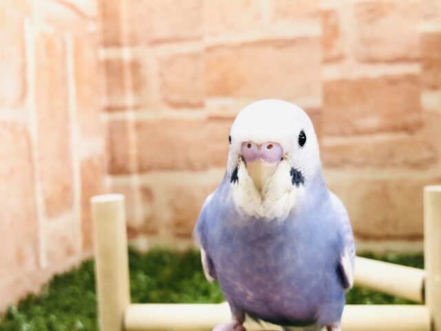 ちょっと大人感　セキセイインコ　スパングル　Ｒ５　３／６撮影