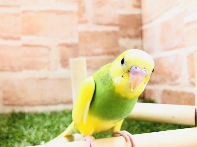柄の入り方は１羽１羽の個性！　セキセイインコ　パイド　R５　３／６撮影