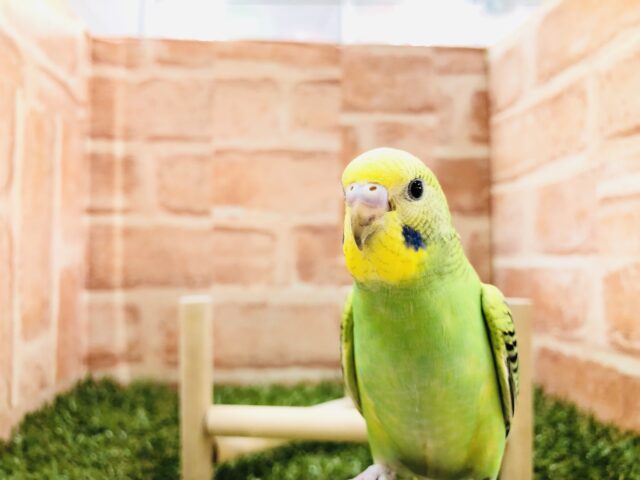 これぞ！　セキセイインコ　オパーリン　R５　３／６撮影