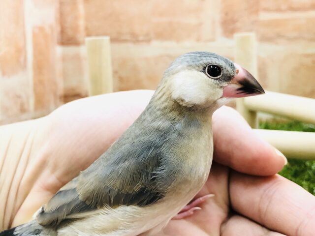 これぞ昔ながらの文鳥！　桜文鳥　Ｒ５　２／２３撮影