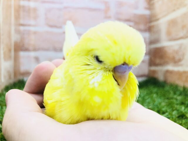 どーんと大きいジャンボセキセイインコ　R５　３／２７撮影