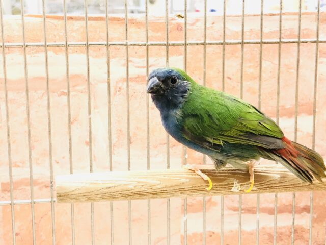 ついに流山店にも！　チモールセイコウ鳥　R４　１２／１撮影