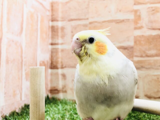 淡い色合いはいかがですか？　オカメインコ　シナモンパールパイド　Ｒ５　３／２９撮影
