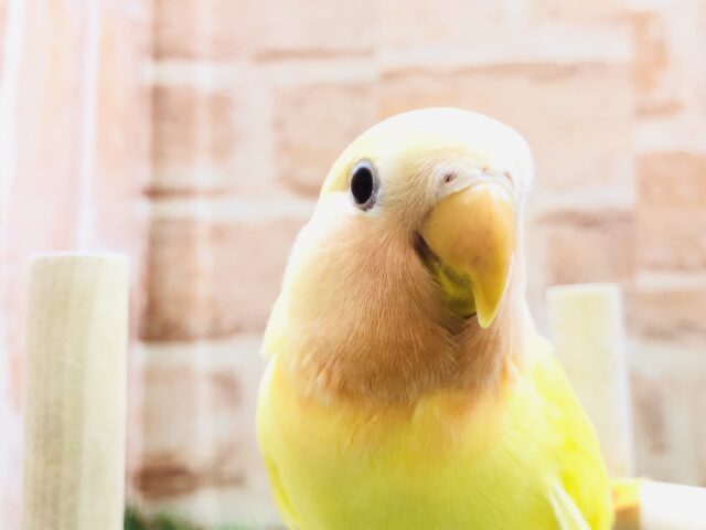 真っ赤な頭がチャームポイントに　コザクラインコ　ルチノーオパーリン　Ｒ５　３／２７撮影