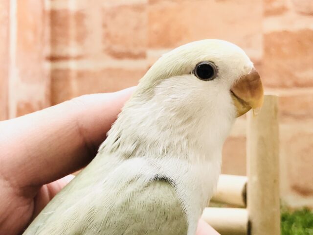 薄いカラーが特徴的　コザクラインコ　シナモン　Ｒ５　３／２３撮影