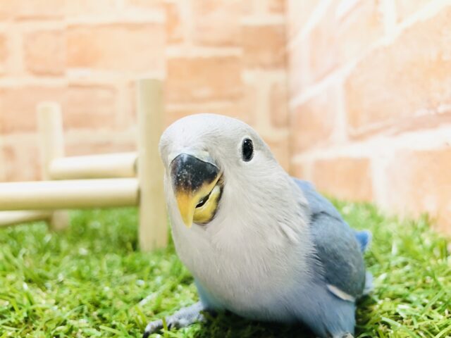 人気の青色が入舎！　コザクラインコ　ブルーチェリー　R５　３／２７撮影