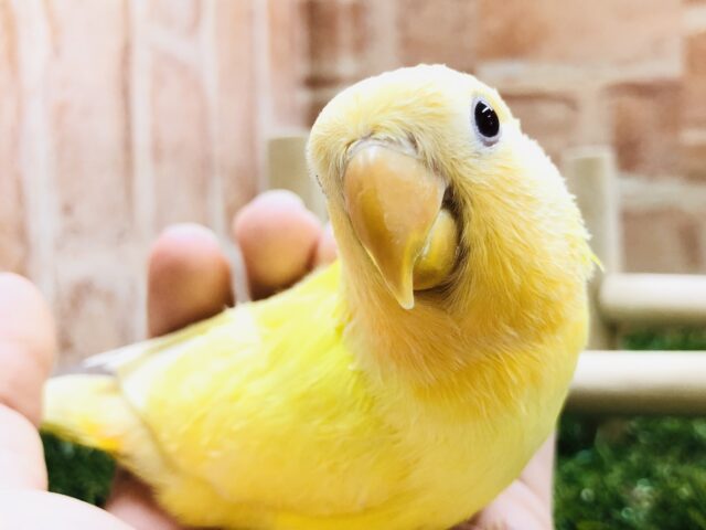 ヒヨコみたい？　コザクラインコ　ルチノー