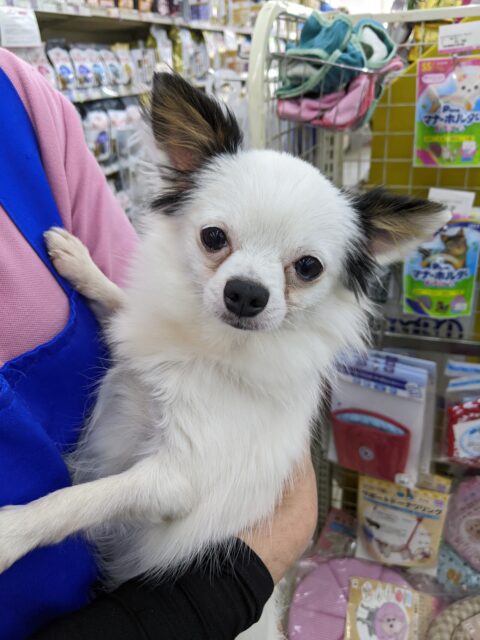 パンダちゃんがやってきた☆ロングコートチワワ・男の子！
