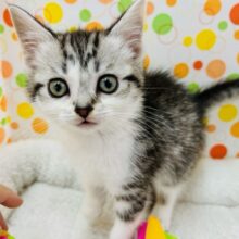 激カワ！！スコティッシュの女の子！！