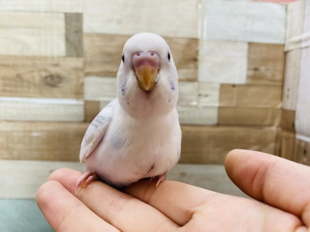 最新画像アリ♪白が多めの美白さん！！セキセイインコのパイド！