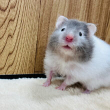 食欲旺盛の美ハムちゃん♡セーブルハムスター(女の子)