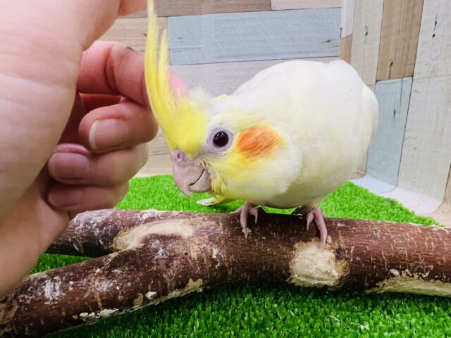 慣れ慣れ♡ぶりぶり体型の立派なオカメインコ(ルチノー)❤