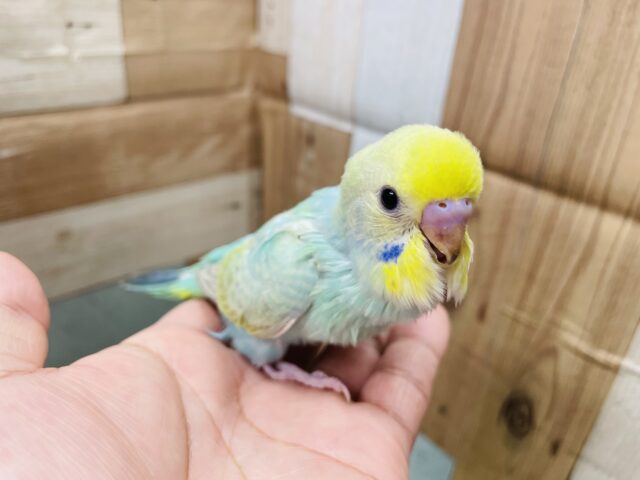 最新画像あります☆エメラルドのように輝いて見えませんか？？セキセイインコのパステルカラーレインボー！