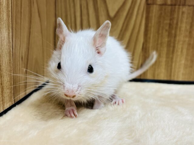 やってきました！元気っ子- ̗̀‎𖤐デグー(ホワイト)男の子