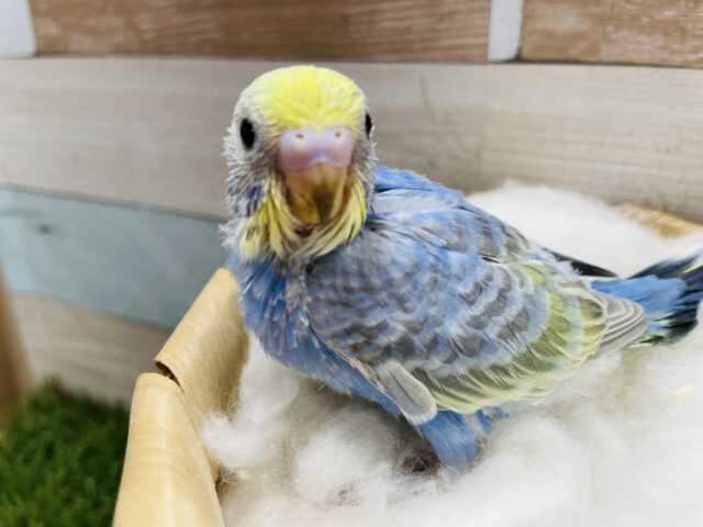 濃いめのブルーがかっこいい！セキセイインコのレインボーオパーリン！