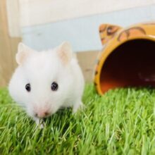 もちっとツヤツヤ✨大福のようなカラーハムスター