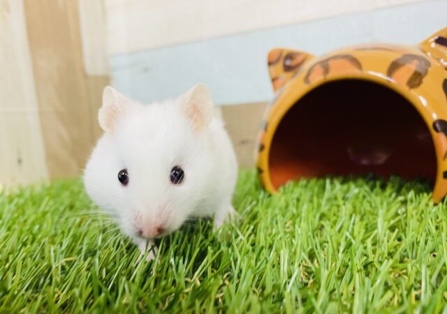 もちっとツヤツヤ✨大福のようなカラーハムスター