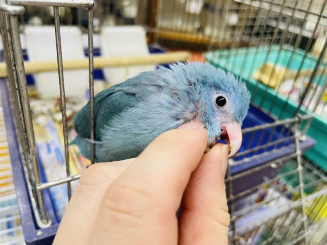 最新画像になりますよ～！！大人気💓魅惑のブルーカラーマメたん！　マメルリハ　ブルー　女の子