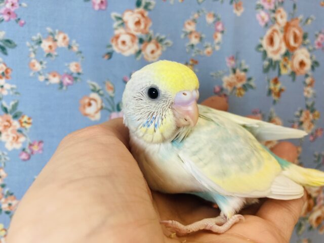 明るいふんわりカラー💛手乗りセキセイインコ(レインボーパイド)💛