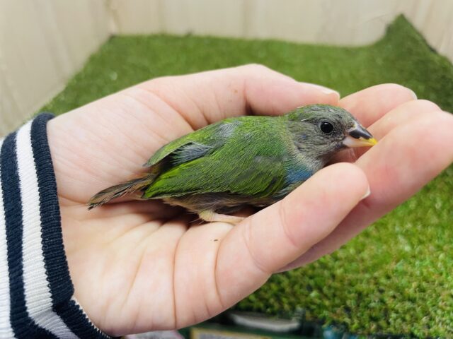 可愛らしい鳴き声もステキです！チモールセイコウチョウさんいますよ〜