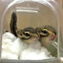 あと1匹です！きゅるきゅるにかわいいシマリスちゃん！　シマリス　男の子