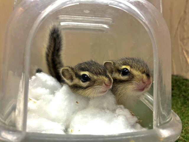 あと1匹です！きゅるきゅるにかわいいシマリスちゃん！　シマリス　男の子