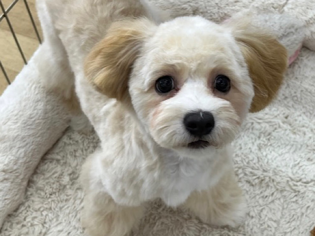 キュート❤️MIX犬(ペキニーズ✖️プードル)の女のコきました🌟