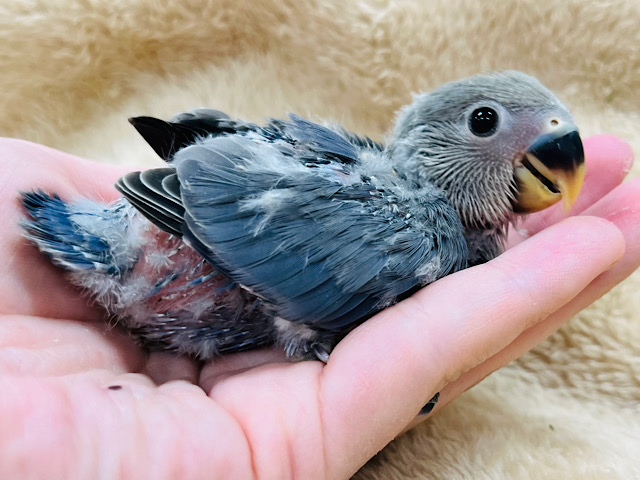 きゅるるん瞳✨️あざとい系です♪コザクラインコ(バイオレット)ヒナ