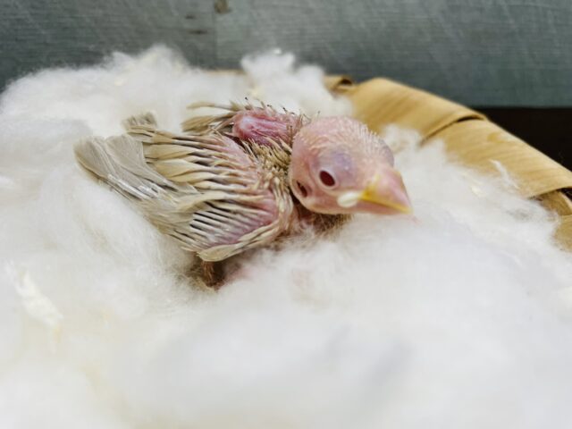 これからの成長が楽しみなヒナさんです！シナモン文鳥！