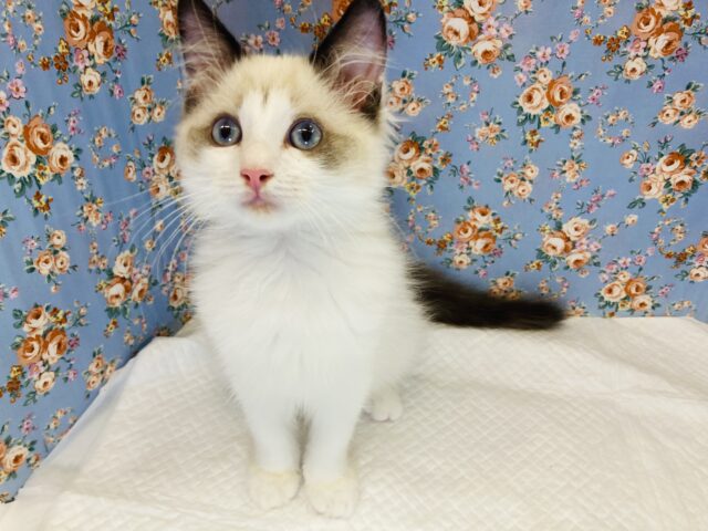 甘いマスクの甘えんぼ美男子💙ラグドール(シールポイントバイカラー)男のコ♂💠