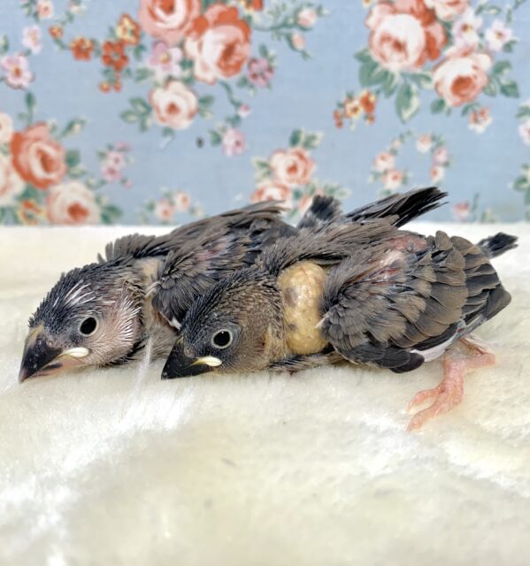 桜文鳥 1羽入舎🌸.*･ﾟ