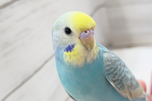 魅力いっぱい～🌈　セキセイインコ(パステルレインボー)