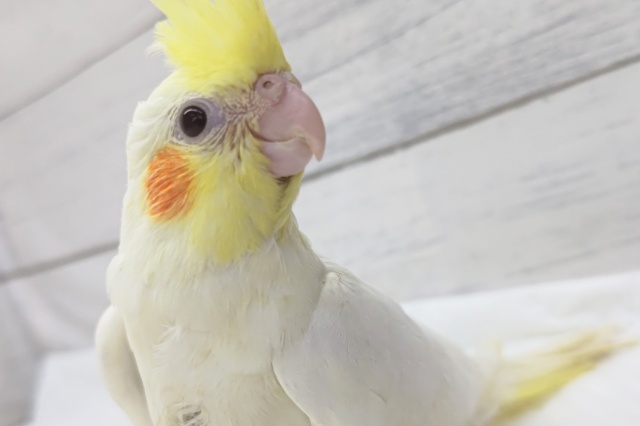 目を引く白とオレンジほっぺ～🤍　オカメインコ(ルチノー)