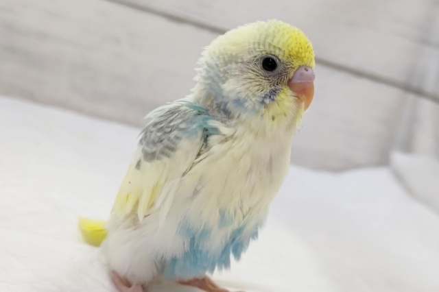 個性ある色合いが魅力🌈　セキセイインコ(パステルレインボーパイド)