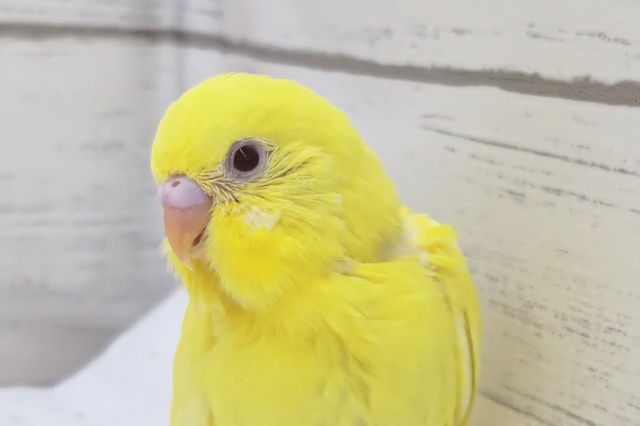 真っ黄色がかわいい～💛　セキセイインコ(ルチノー)