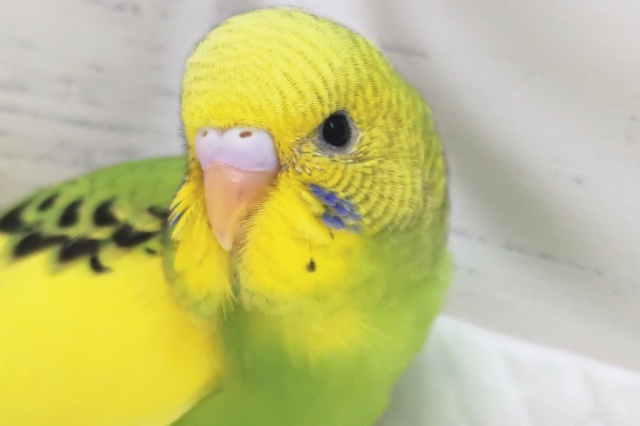 鮮やかな黄色と緑～🐣　セキセイインコ(パイド)