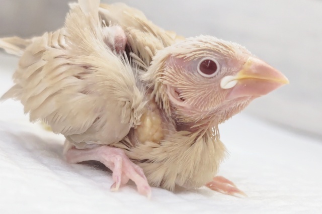 メロメロシナモン～🐣　シナモン文鳥
