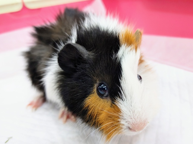 左右で違う子みたい✨3色カラーのモルモットさん入荷しました〜❤