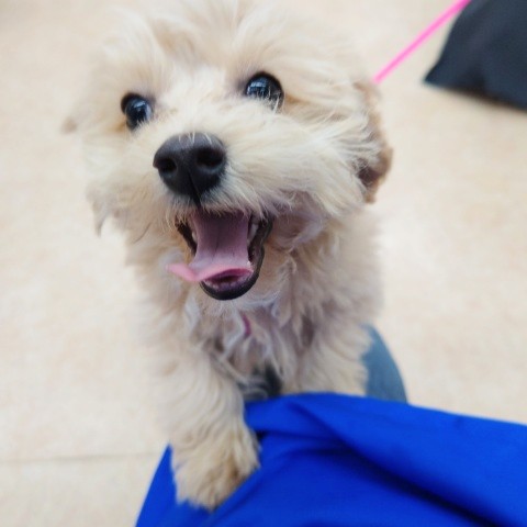 お散歩練習中！MIX犬(マルチーズ✕トイプードル)男の子♪やんちゃなぬいぐるみ❤