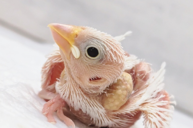 この白がたまらない～🤍　白文鳥