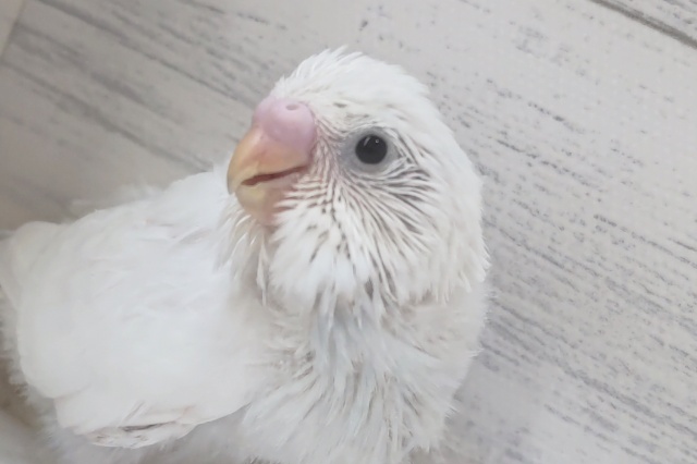 注目！白のセキセイさん～🐥　セキセイインコ(ダブルファクター)
