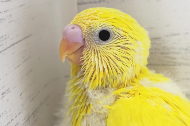黄色の黒目さん～💛　セキセイインコ(ダブルファクター)