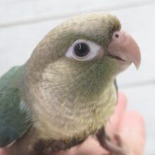 可愛さ半端ない～🩵　ホオミドリウロコインコ(ブルーシナモン)